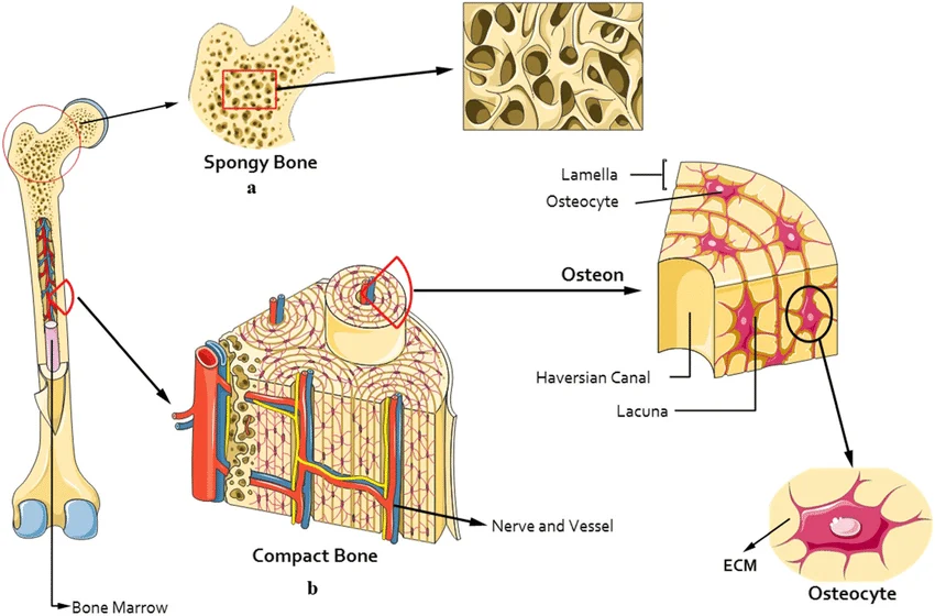 Compact Bone Function